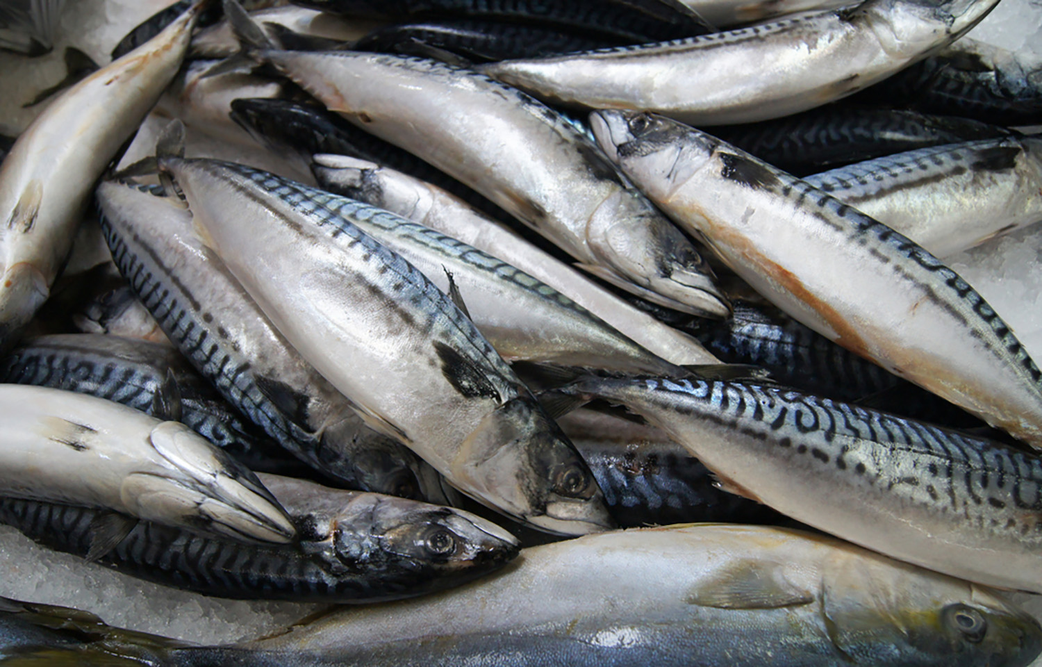 A photo of a pile of fresh mackerel
