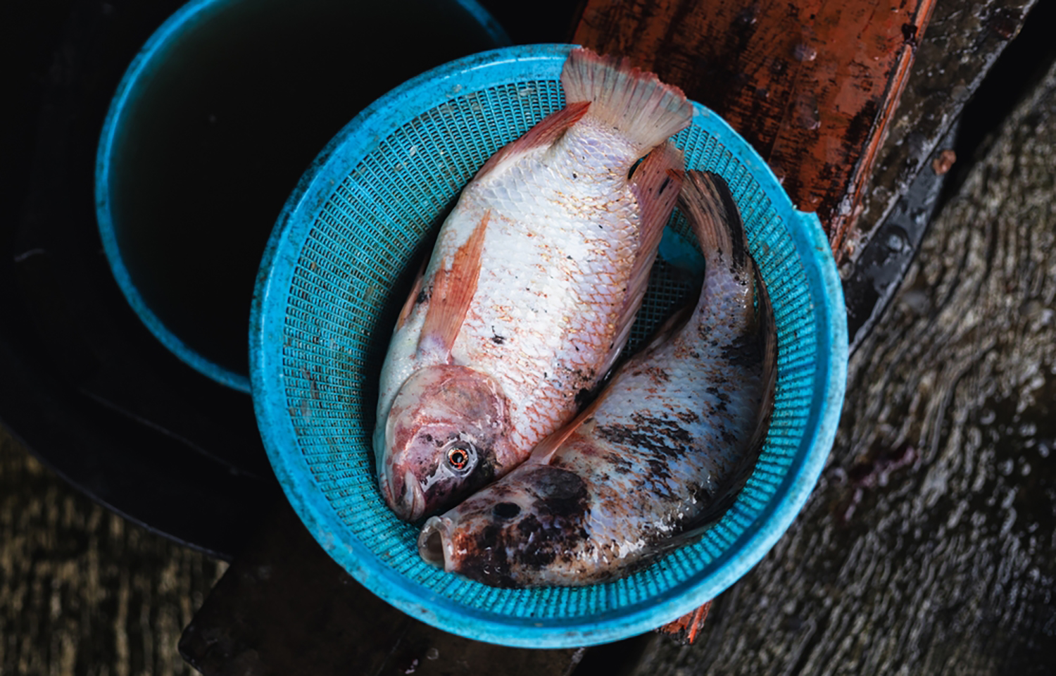 Farmed tilapia in a basket