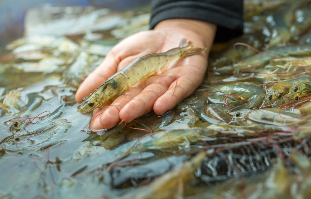 Ecuador’s shrimp sector working to expand sales in Japan