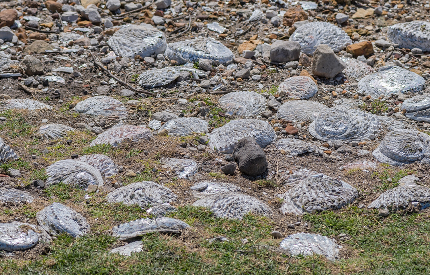 South Africa seeking CITES designation for abalone as wild populations dwindle