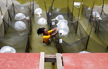 2022 Women in Aquaculture Scholarship winner Abigail Ebachi Tarchie at work on her research in aquaculture in Ghana.