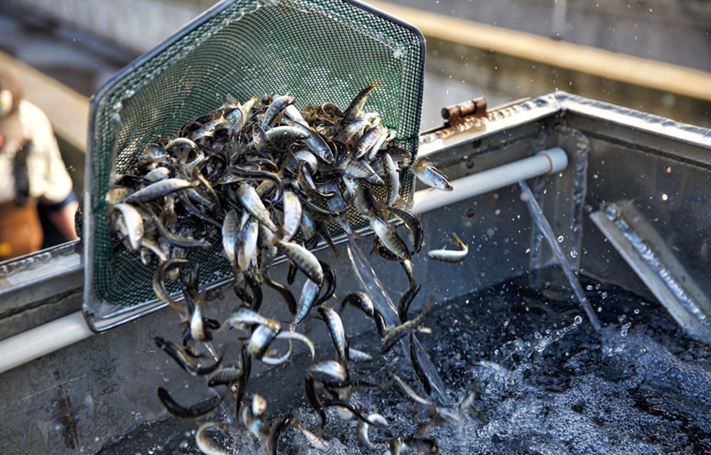 Hatchery-raised fish