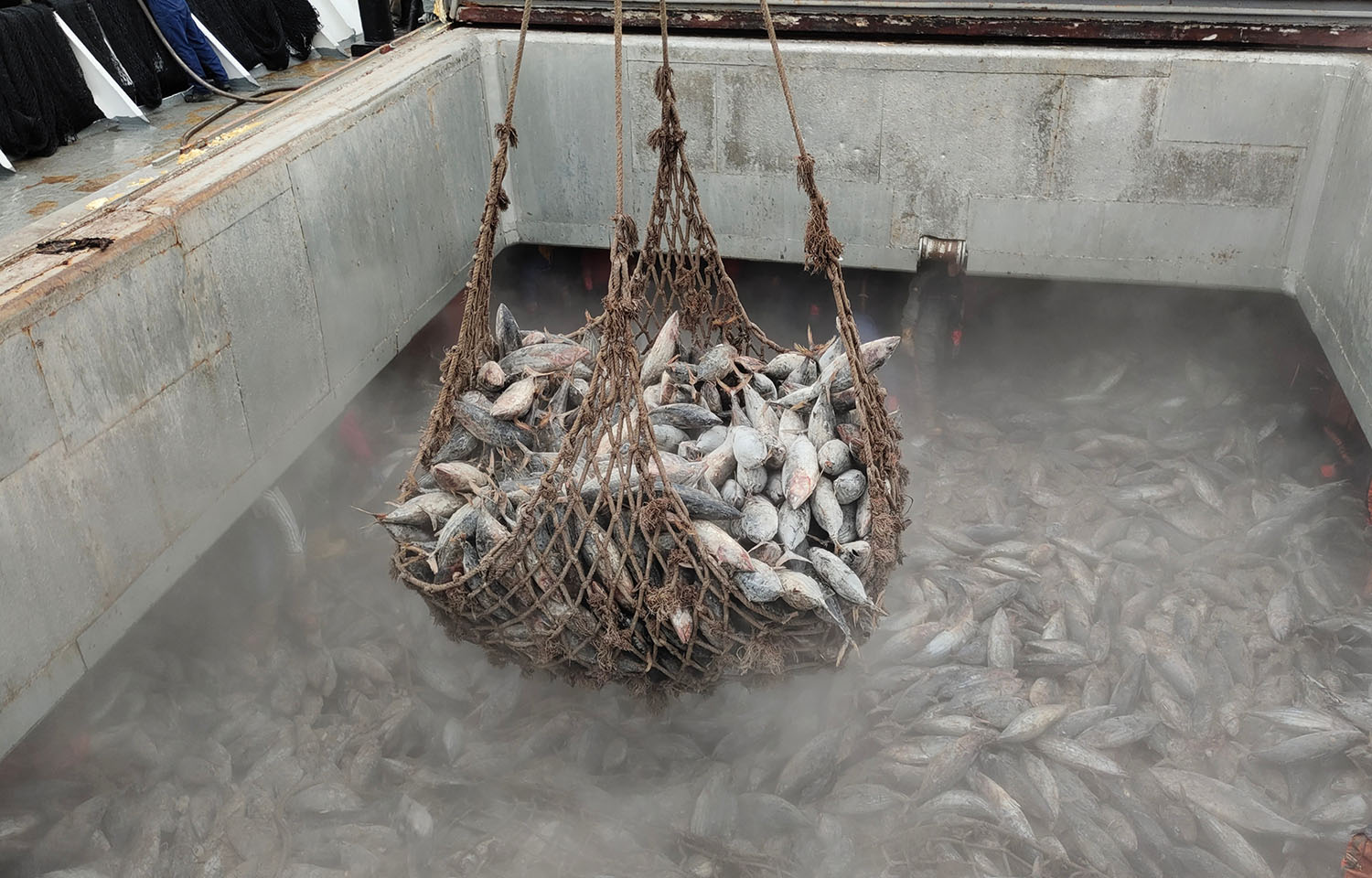 A net full of frozen tuna being dropped into a hold full of frozen tuna