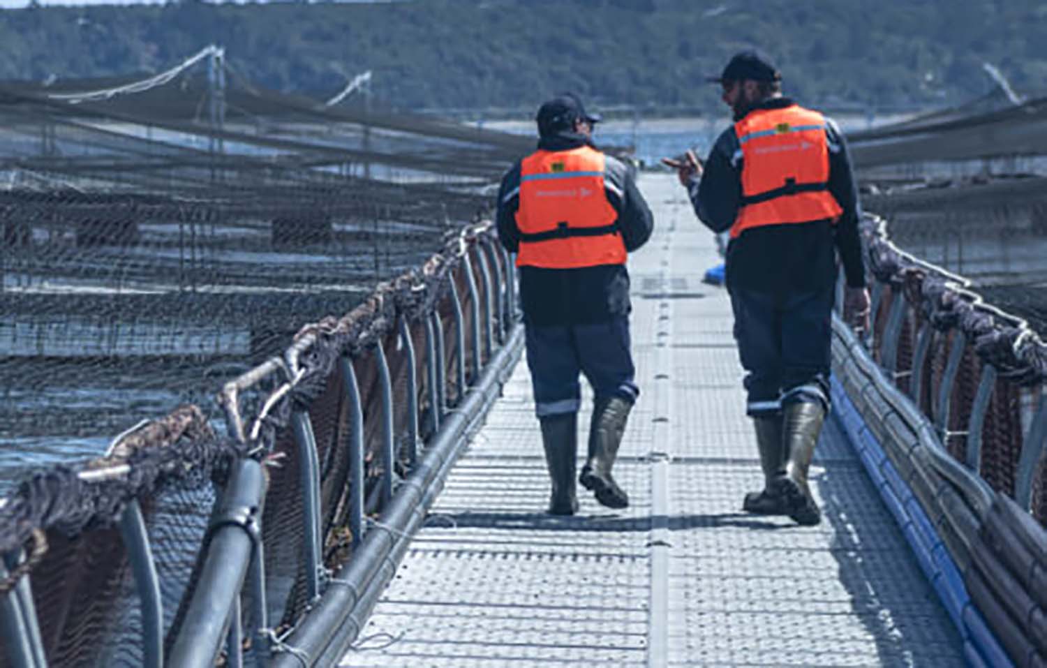 AquaChile employees walking along the edge of a net pen