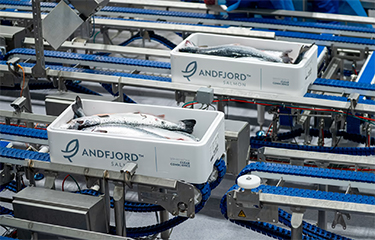 Recently harvested salmon produced by Andfjord Salmon moving along a processing line.