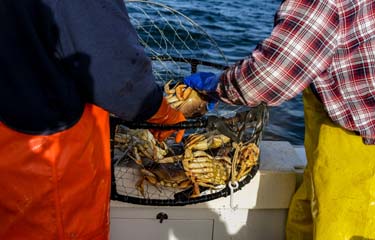 Crab fishing season devastated by COVID-19, GLOBEFISH