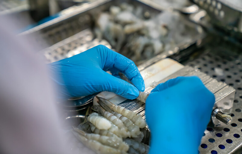 A Vietnam shrimp-processing factory
