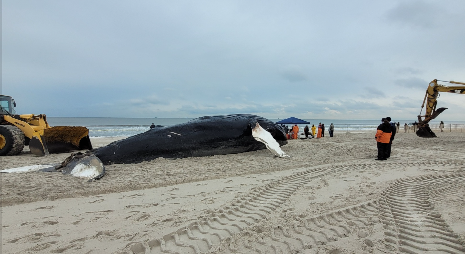 Dead whale : r/strandeddeep