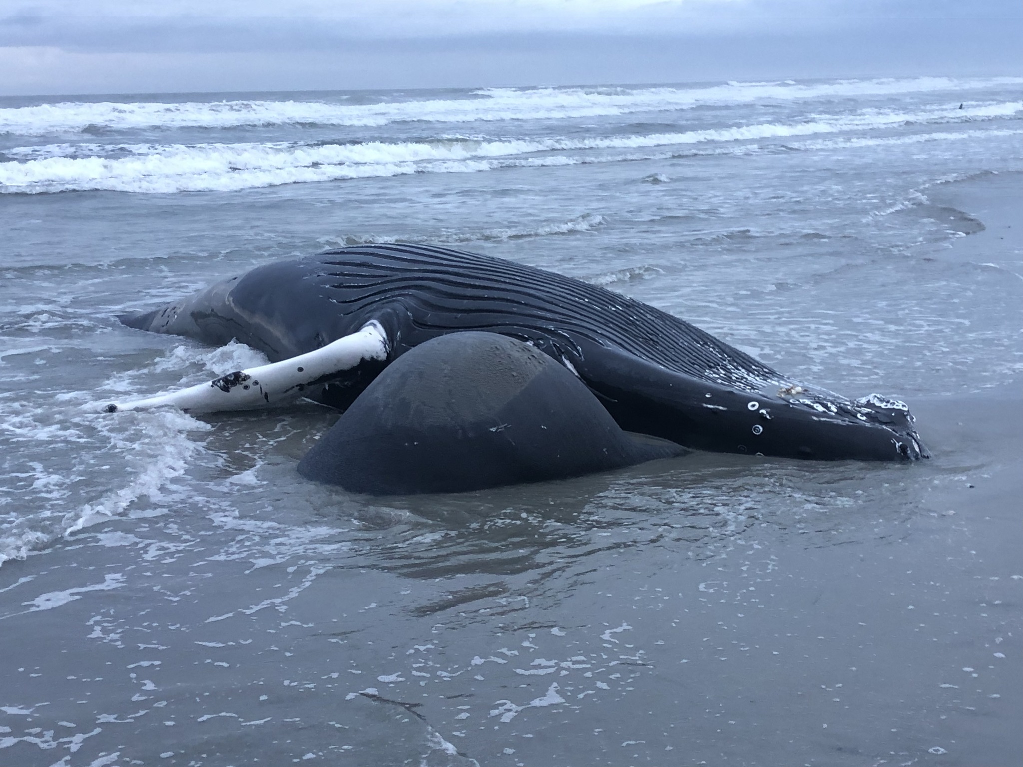 Whale incidents raise pressure on offshore wind advocates WorkBoat