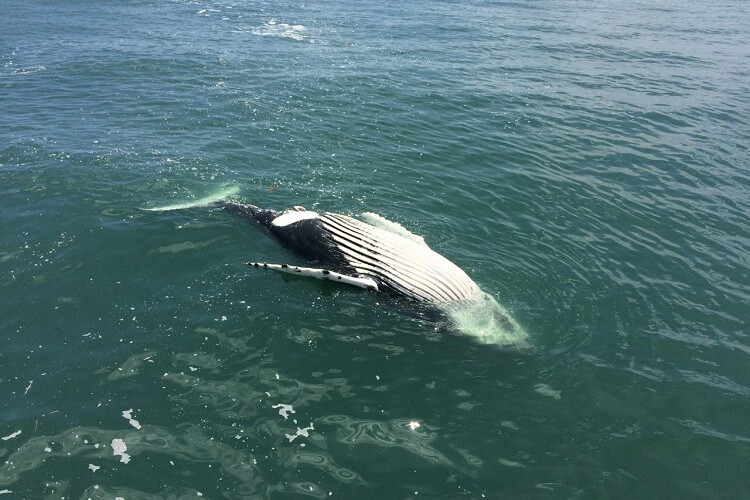 Offshore wind critics call for investigation of New Jersey whale strandings