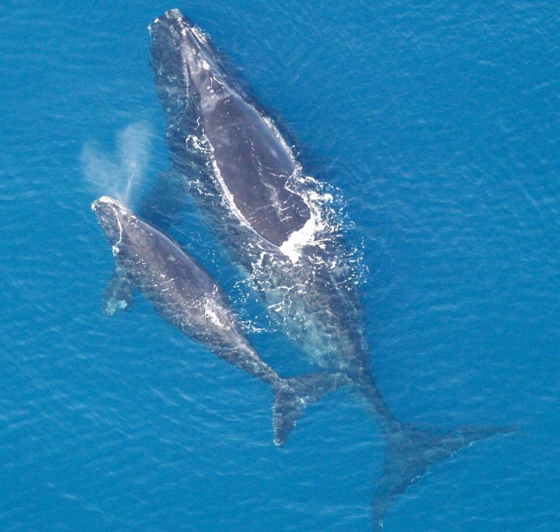 North Atlantic right whale with calf NOAA