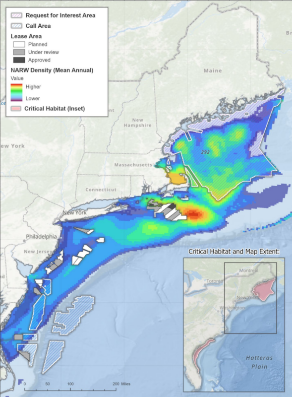 Offshore wind critics call for investigation of New Jersey whale strandings