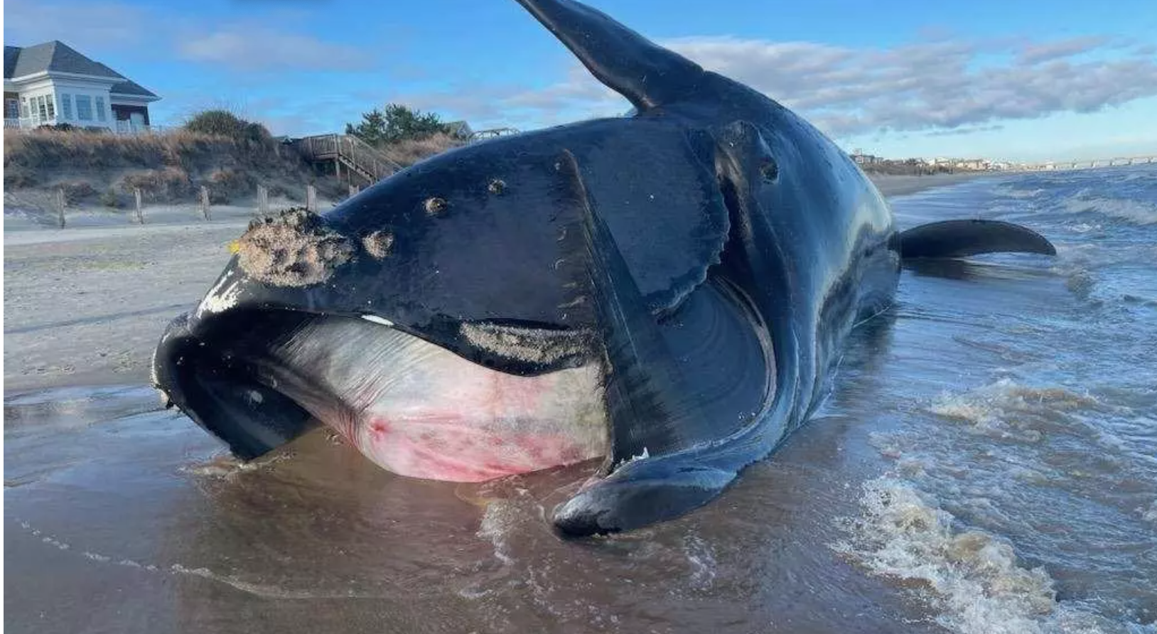 Why 23 Dead Whales Have Washed Up on the East Coast Since December
