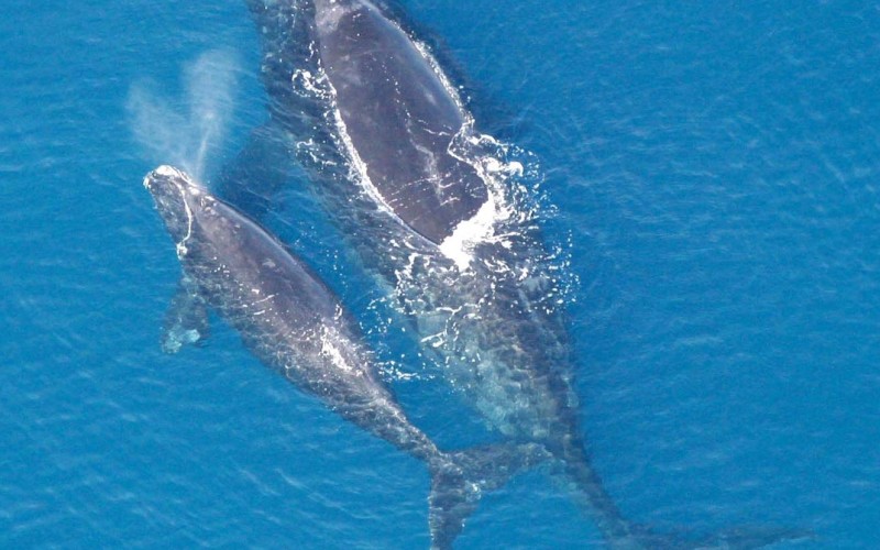 North Atlantic right whale with calf NOAA