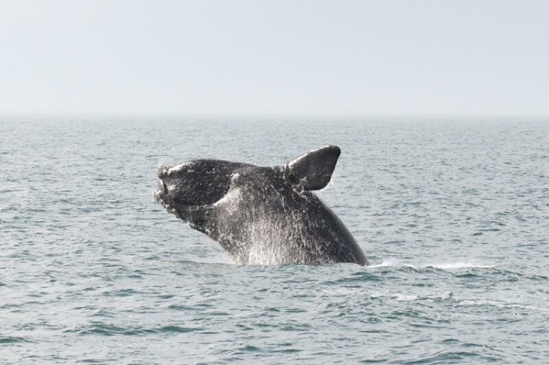 4th whale death in region reported in Va. Beach, officials say